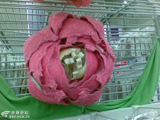 Illustration for article titled Chinese Store Displays Are the Best